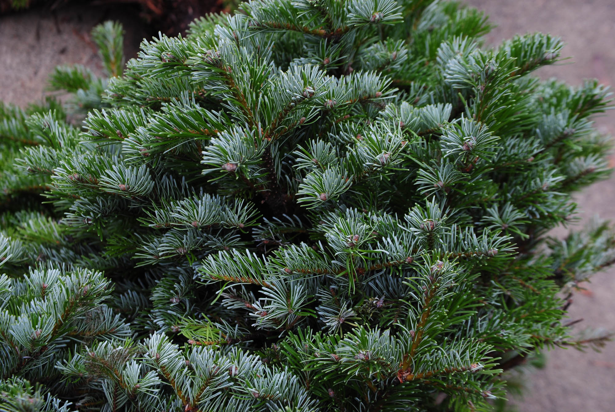 Abies grandis 'Grandview' - Cascade Conifers