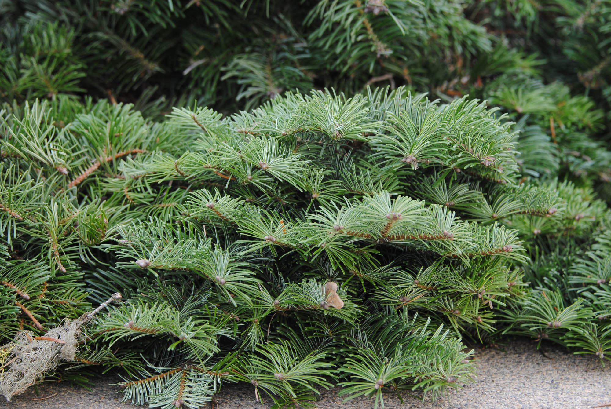 Abies grandis ‘Serendipity’ new fir cultivar - Cascade Conifers