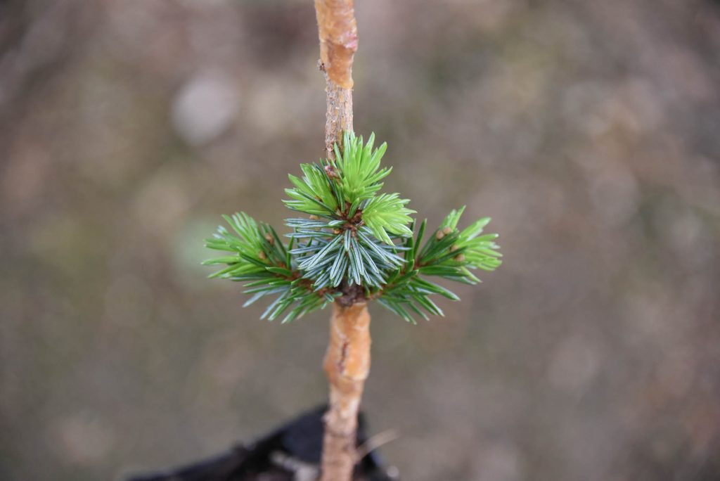 nice new growth on Sitka spruce graft 'Cliff Hanger'