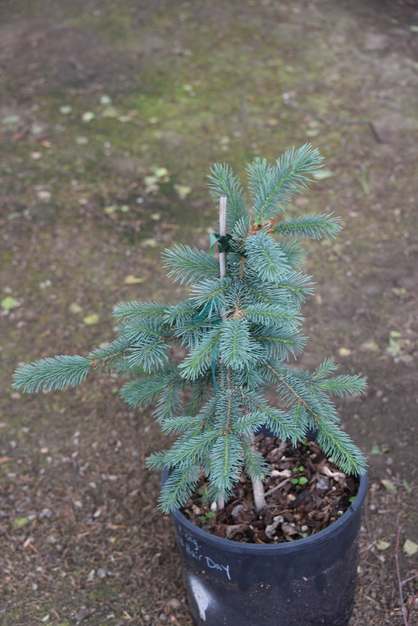 Picea engelmannii 'Bad Hair Day' - Cascade Conifers