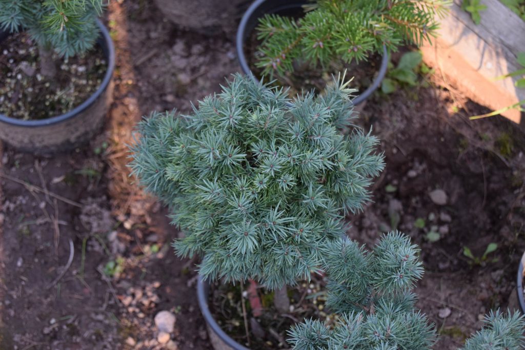 Larix laricina 'Chia', tiny larch broom, with 5 years of growth