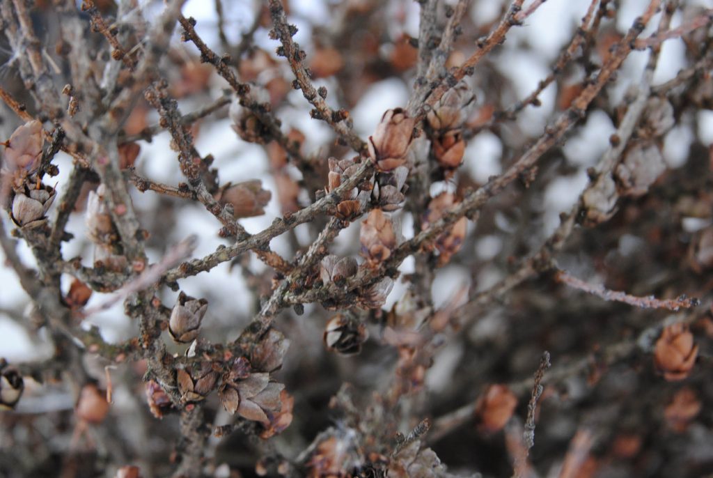 Larix laricina 'Cone-ucopia' with numerous cones