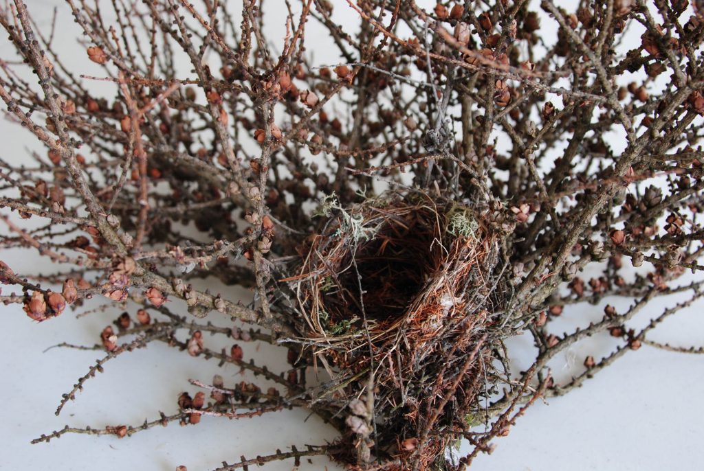 Larix laricina 'Cone-ucopia' new broom with a bird's nest and cones