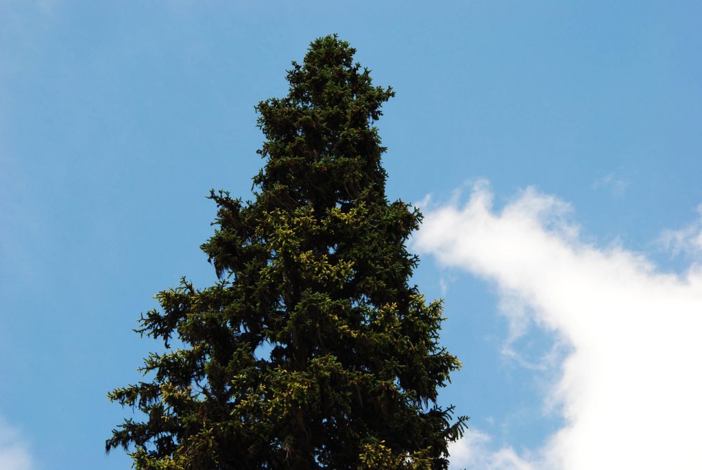 Mature Picea engelmannii spruce tree showing off splashes of creamy-white new growth.