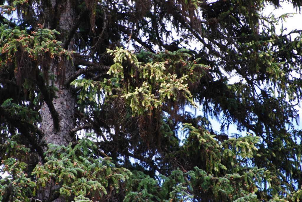 Engelmann spruce branch with intense variegated growth.