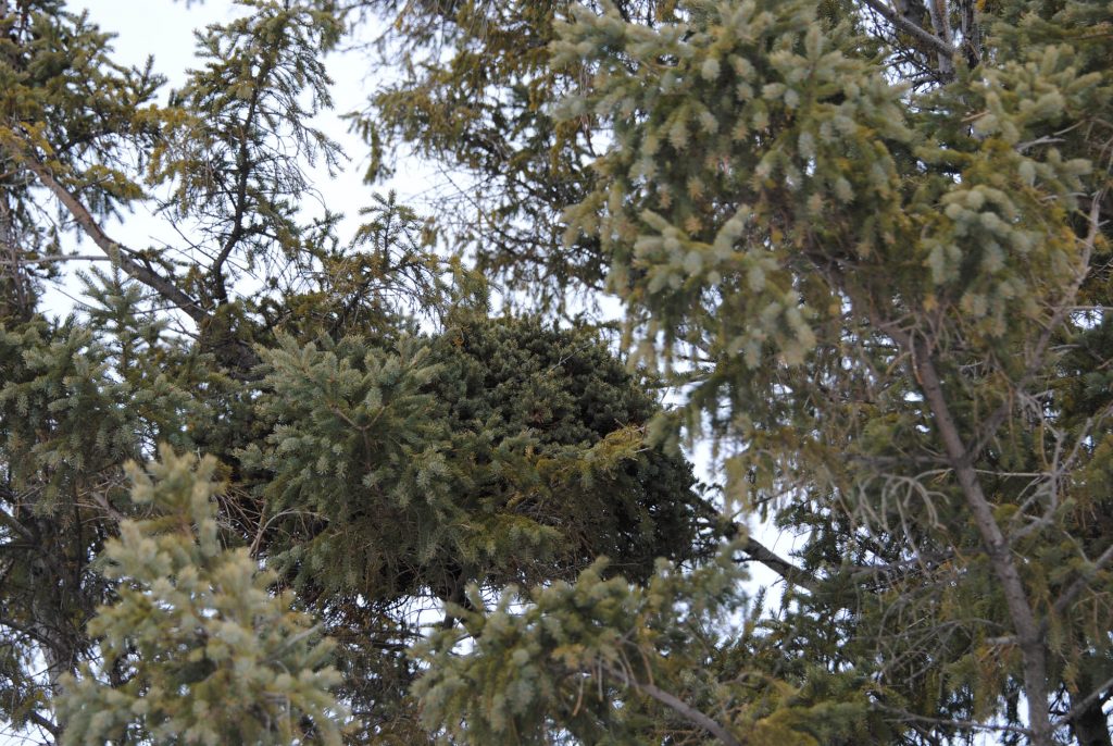 Picea glauca broom 'Tillie'