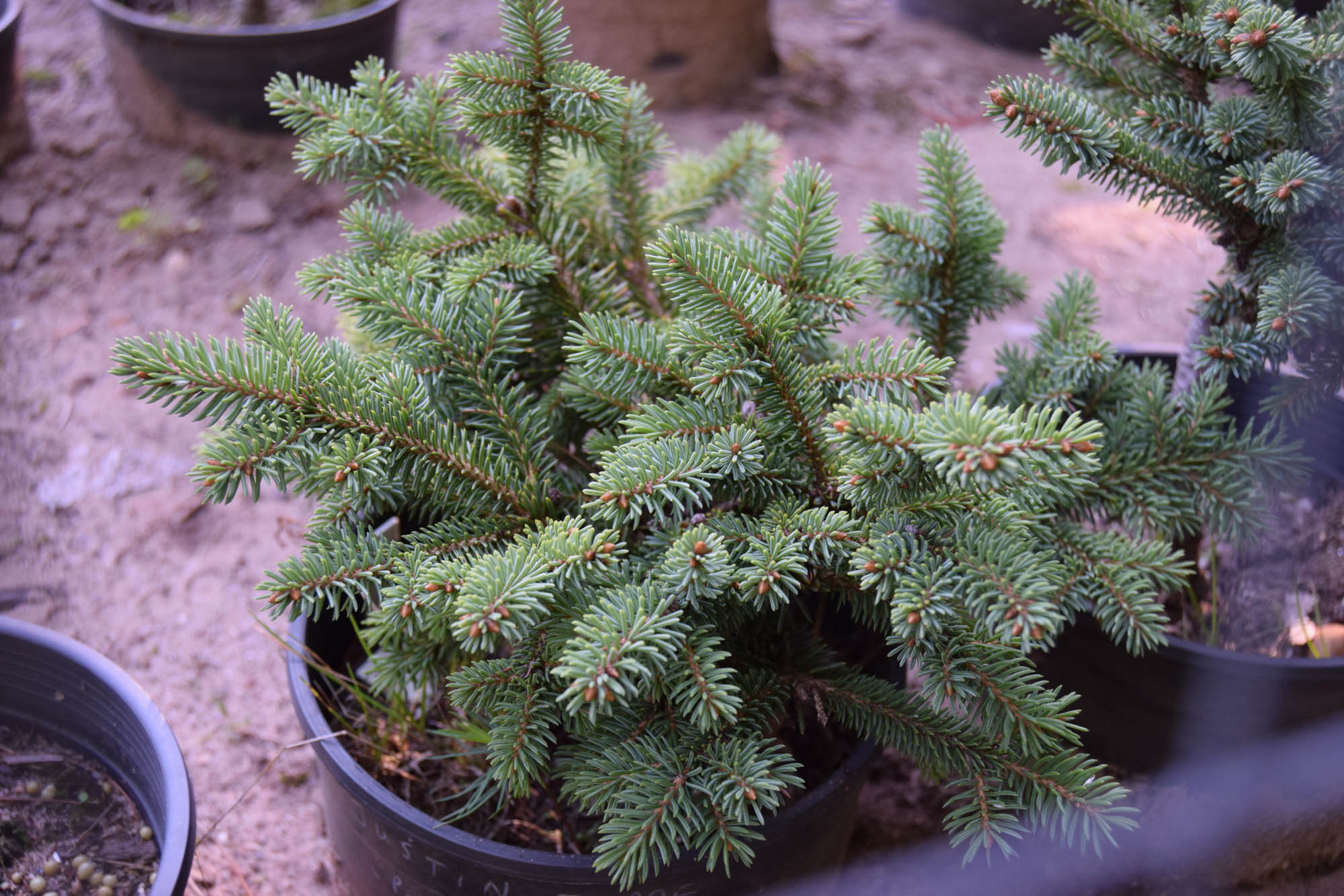 Picea glauca 'Justin-Time' - Cascade Conifers