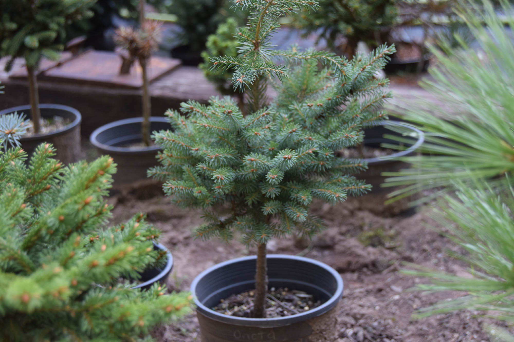 Picea mariana 'Onota' - Cascade Conifers