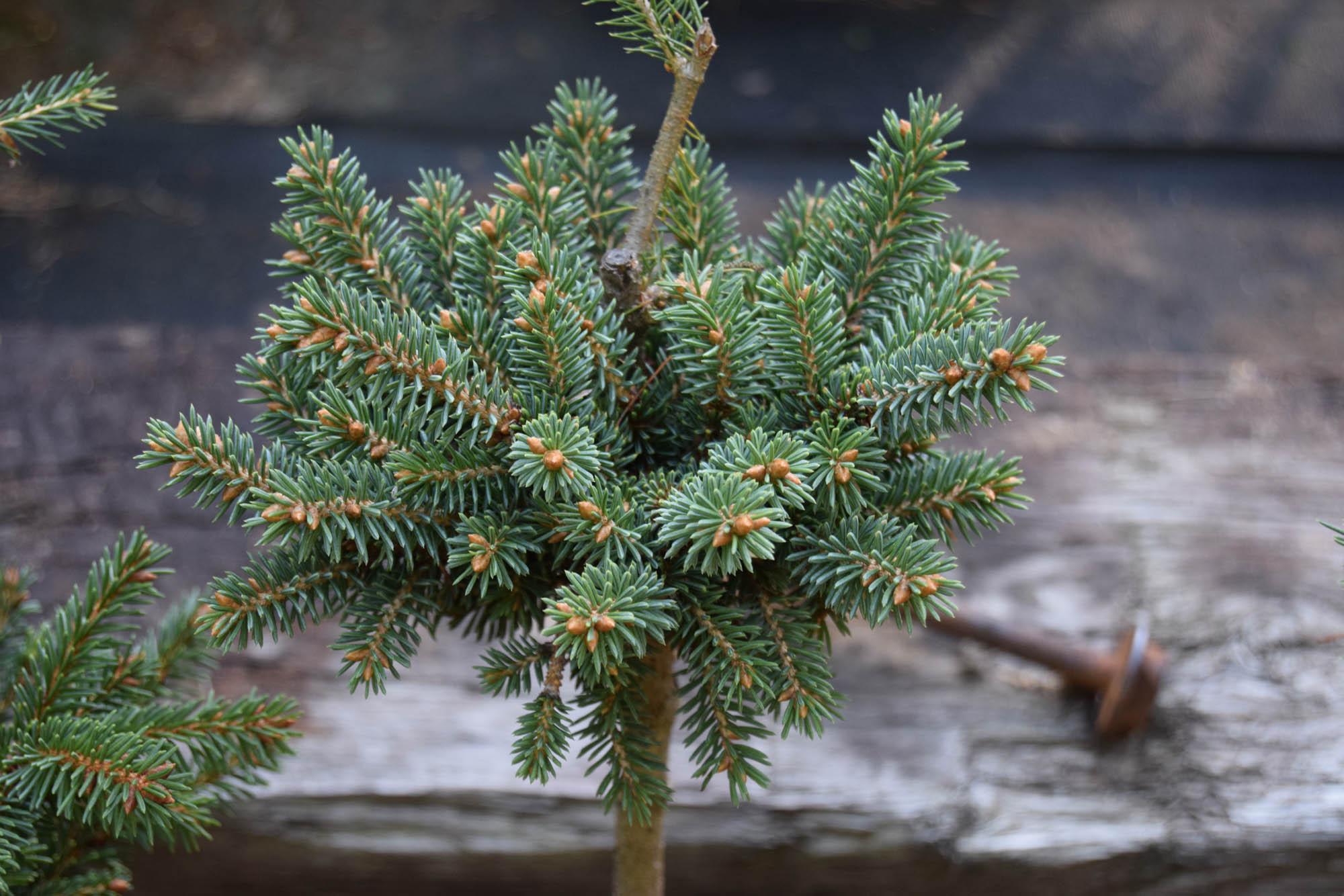 Picea mariana 'Compeau Creek' - Cascade Conifers