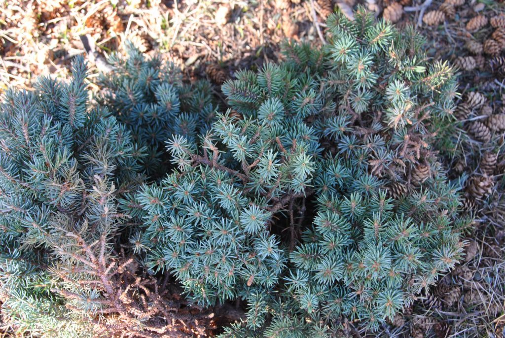 Engelmann spruce broom scions.