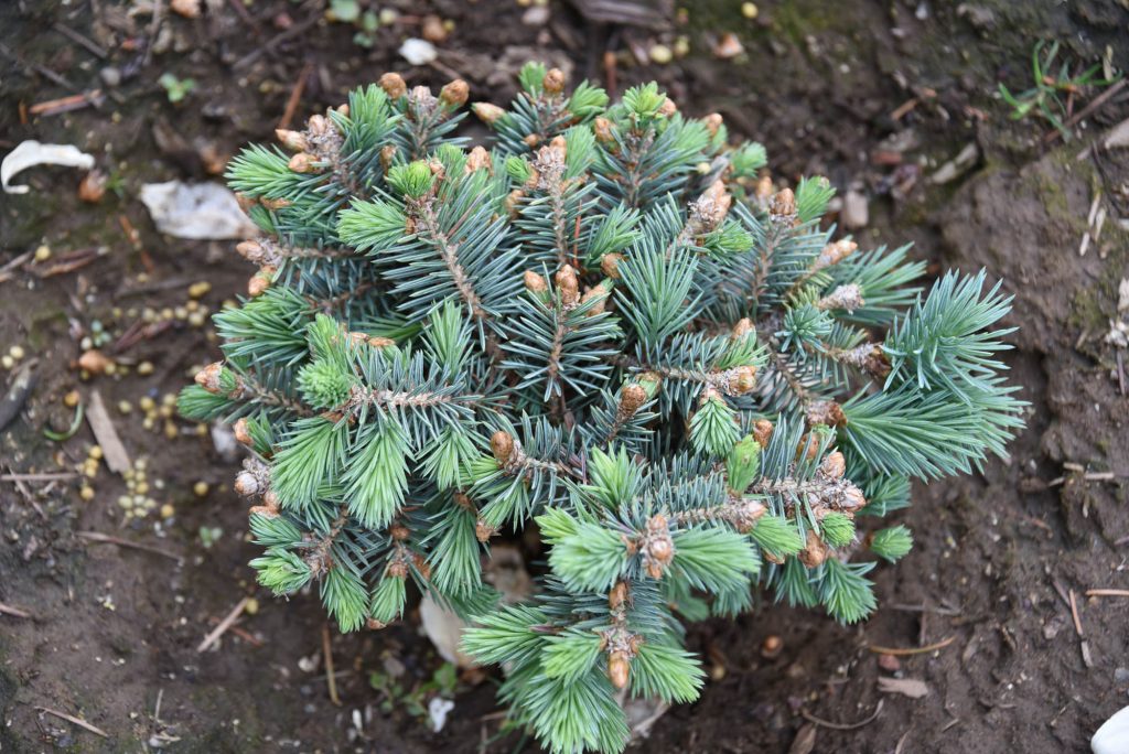 Picea engelmannii 'Big Sky' spring growth