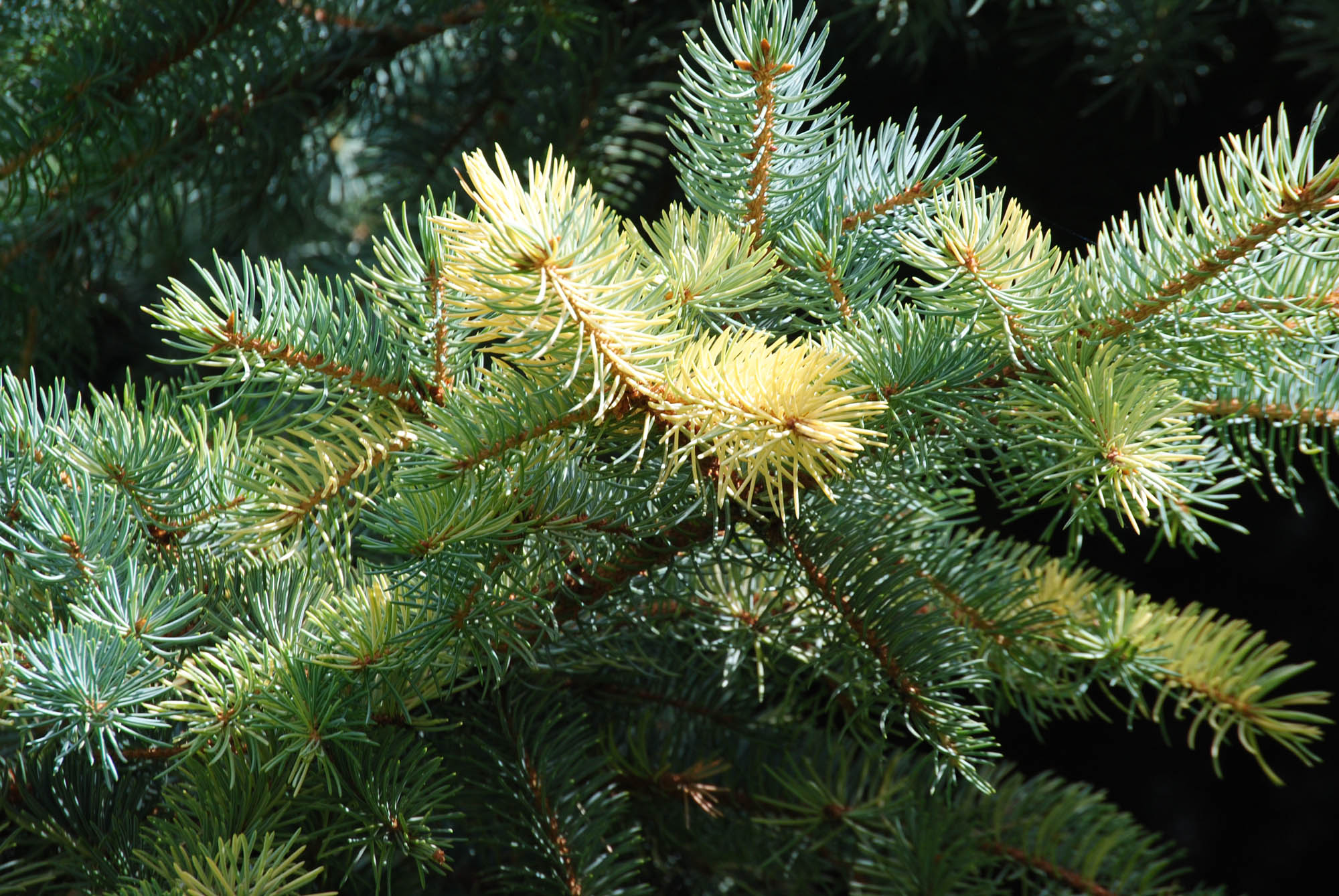 Picea pungens 'Four Squares' - Cascade Conifers