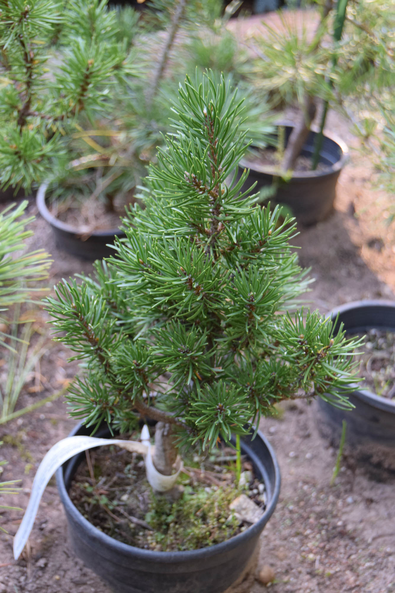 Pinus banksiana 'Ray's Random Point' - Cascade Conifers