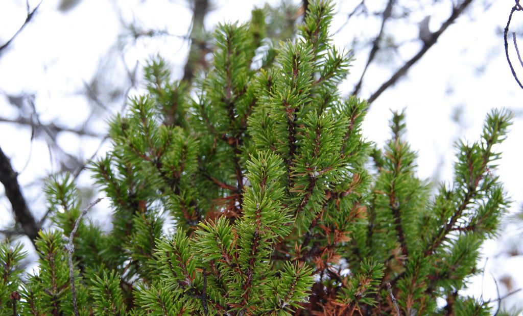 Close up of Jack pine broom 'Jackpot'