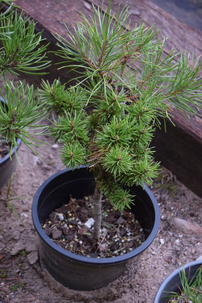 Pinus banksiana 'Jackpot' with some understock branches still attached.