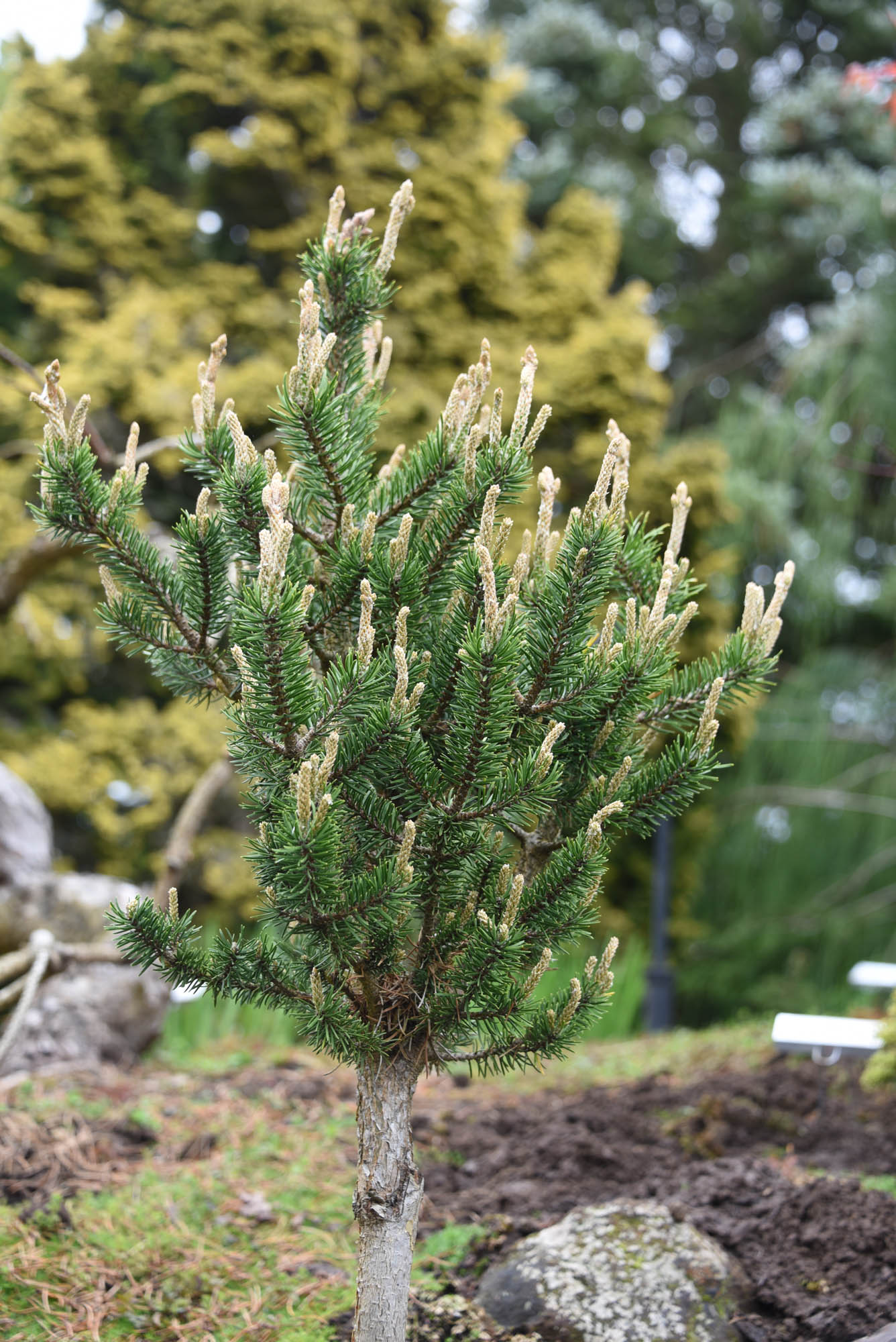 Pinus banksiana 'FI' Cascade Conifers