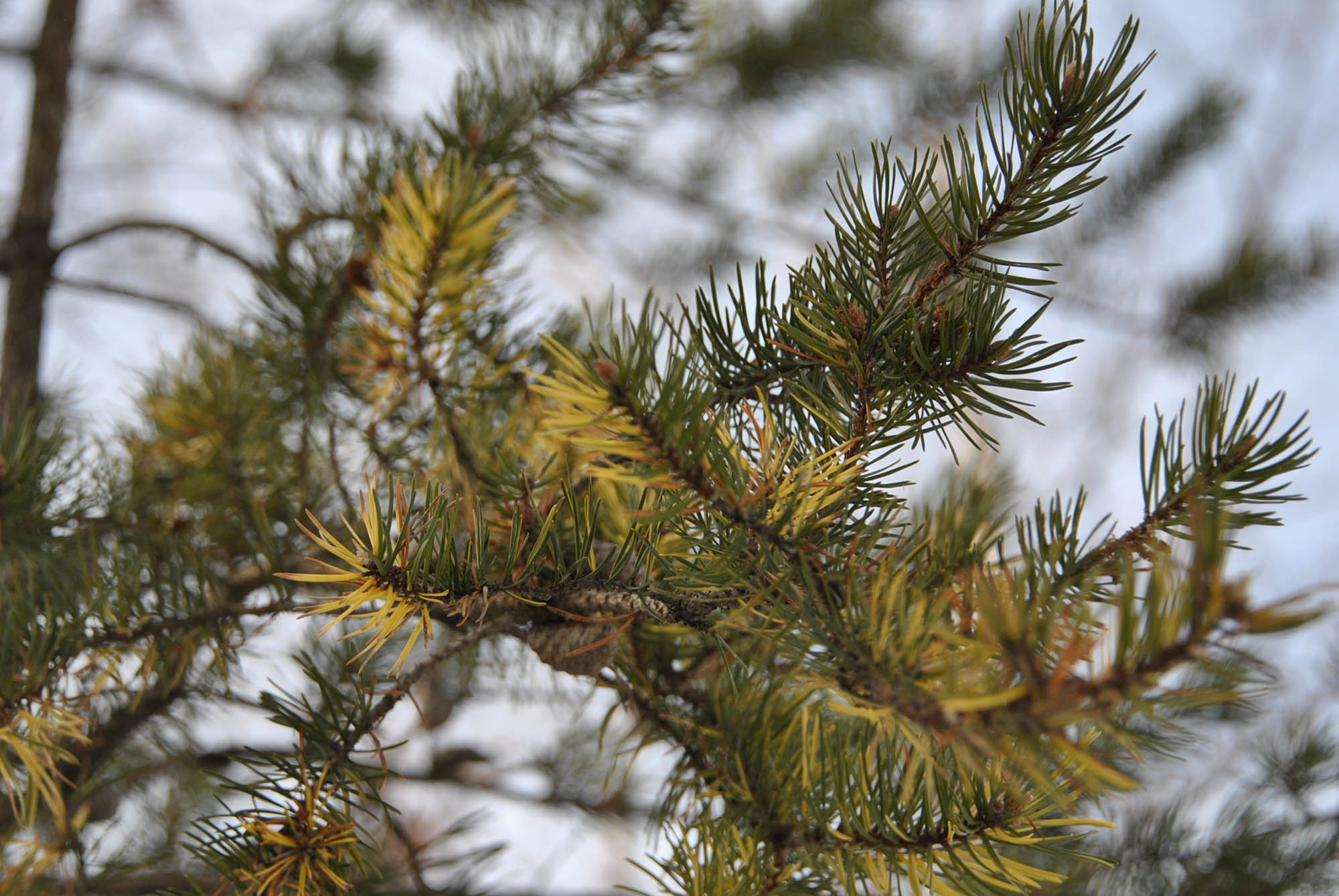 Pinus banksiana 'Uncle Chief' - Cascade Conifers