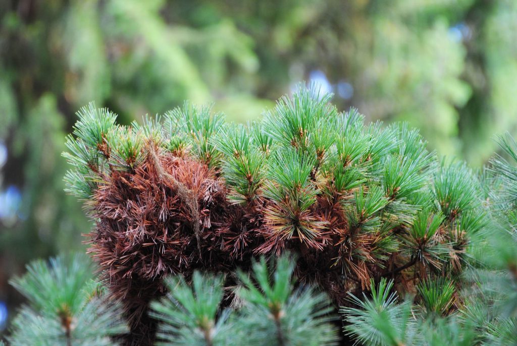 Western White pine broom, Pinus monticola 'Mini Monti'