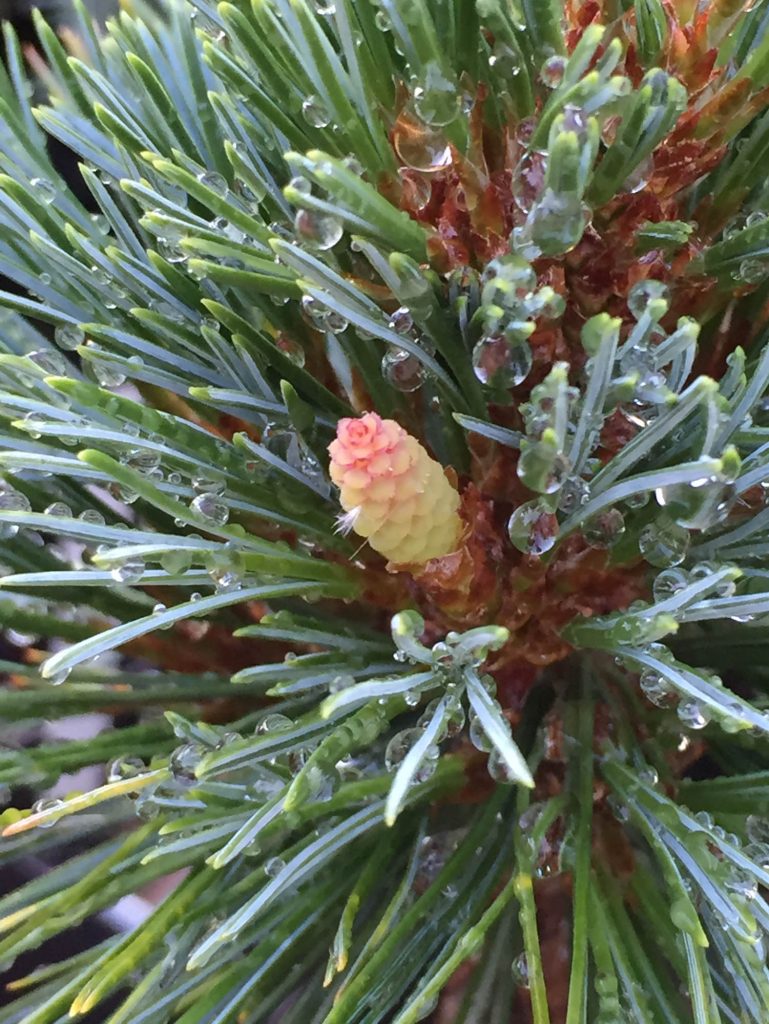 First cone, first growing season, Pinus monticola 'Mini Monti' new cultivar