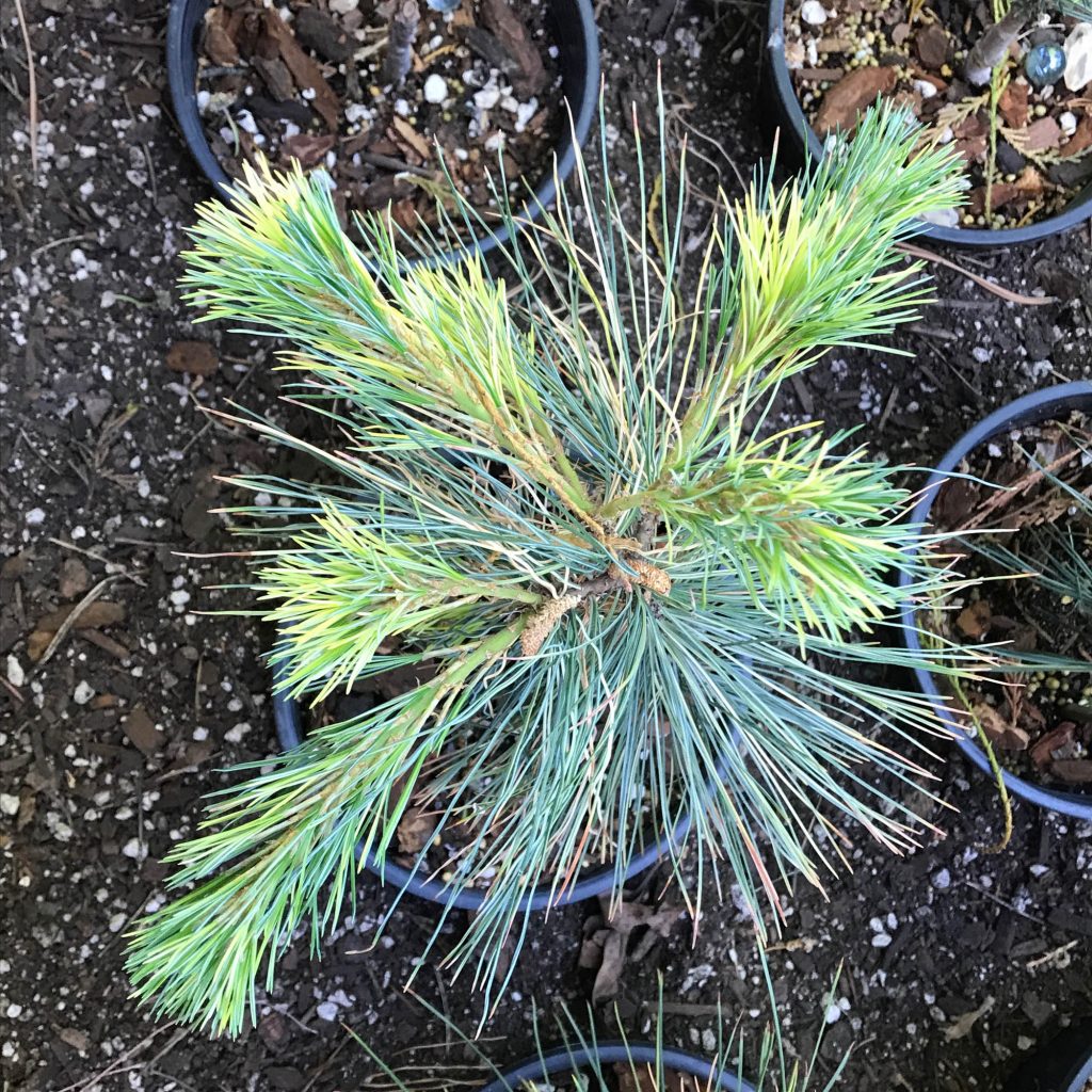 Pinus monticola ‘Monti’s Gold’ beautiful new variegated cultivar 