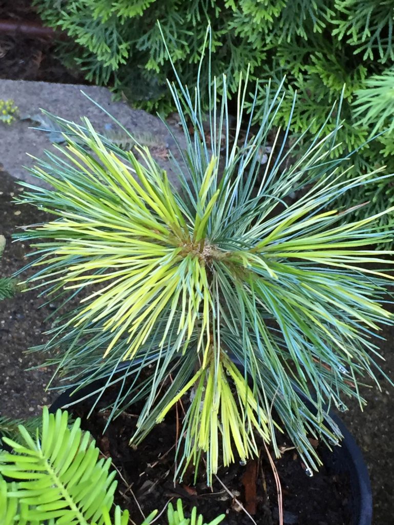 The western white pine cultivar 'Montii's Gold' pushes golden yellow and keeps it's color.