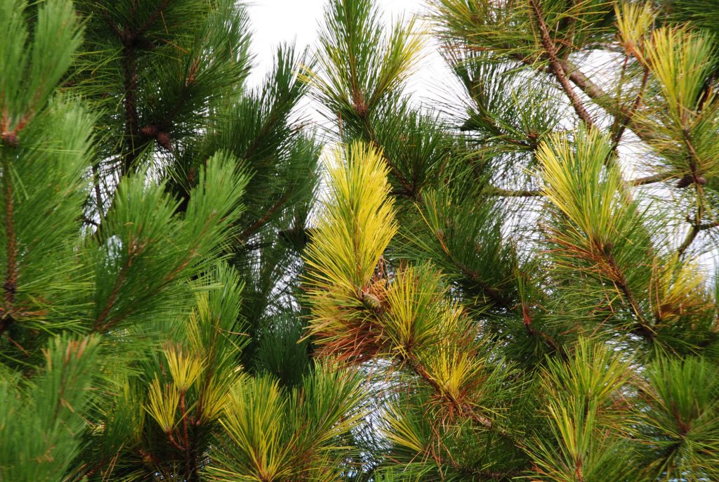 Variegated Red Pine,'Packerland'