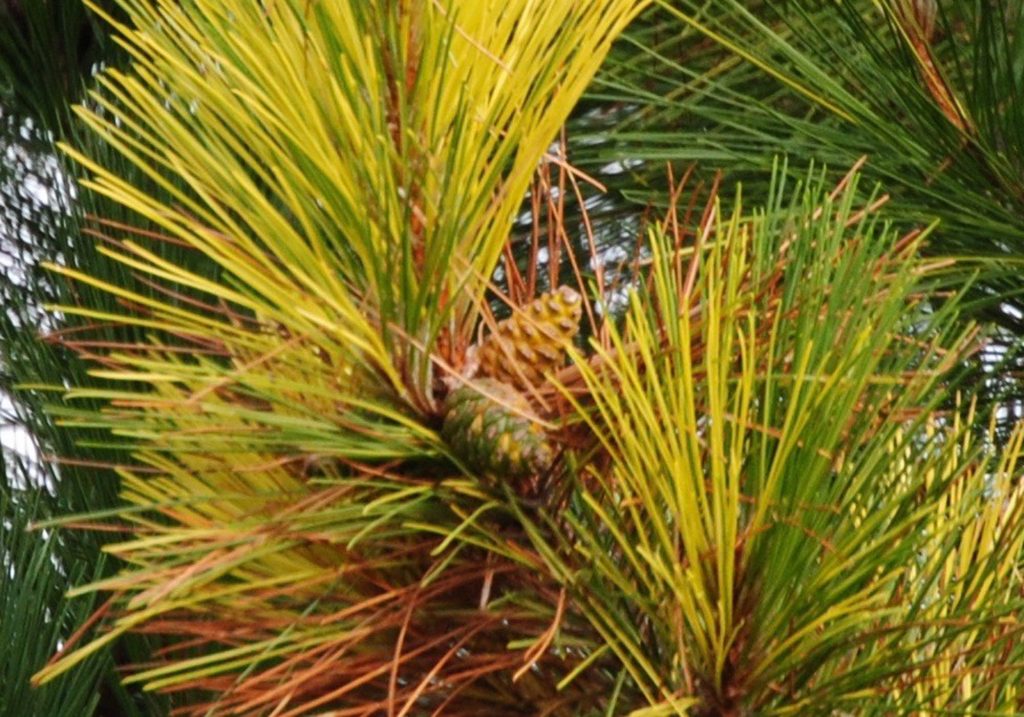 Variegated Pinus resinosa 'Packerland'. GO PACKERS!