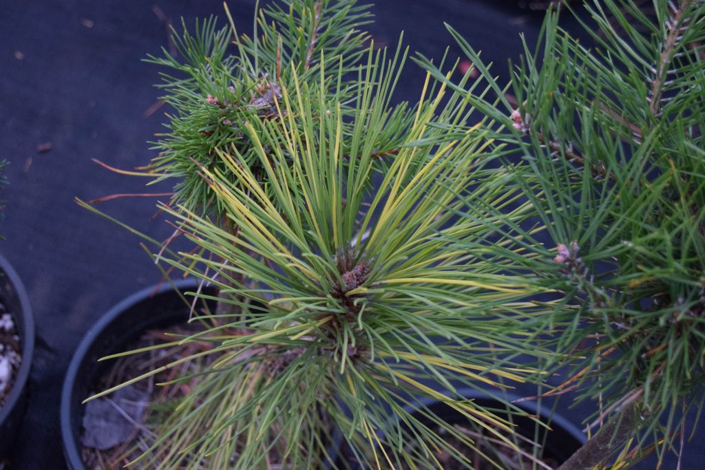 Immature Pinus resinosa 'Packerland' new graft cultivar