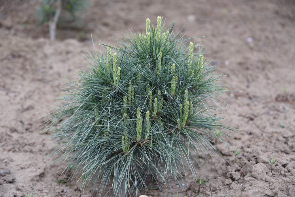 Nice looking new cultivar of Pinus strobus 'Gitche Gumee'