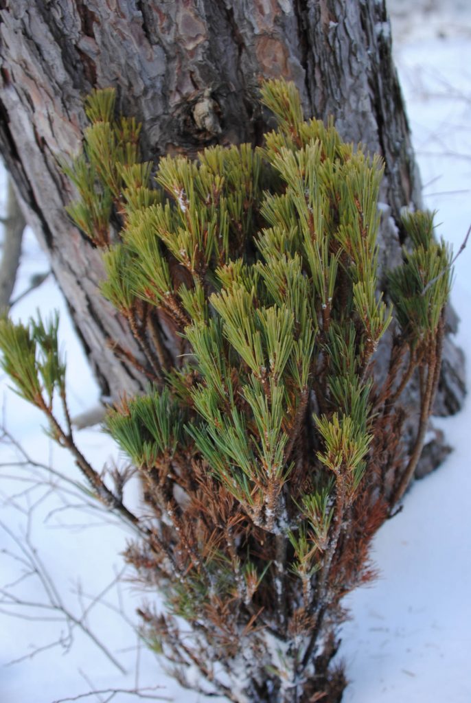 Newly harvested Pinus strobus white pine 'Gitche Gumee' branch