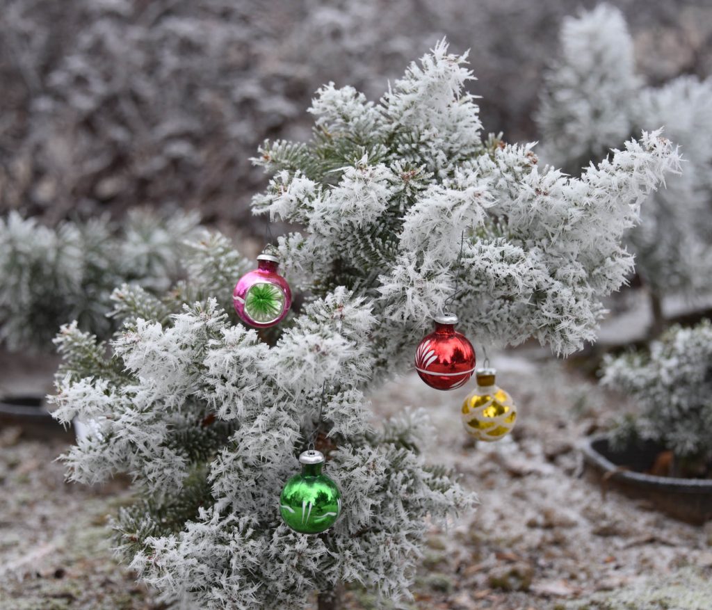 'Sticky Fingers' balsam fir broom decked out for the holidays!