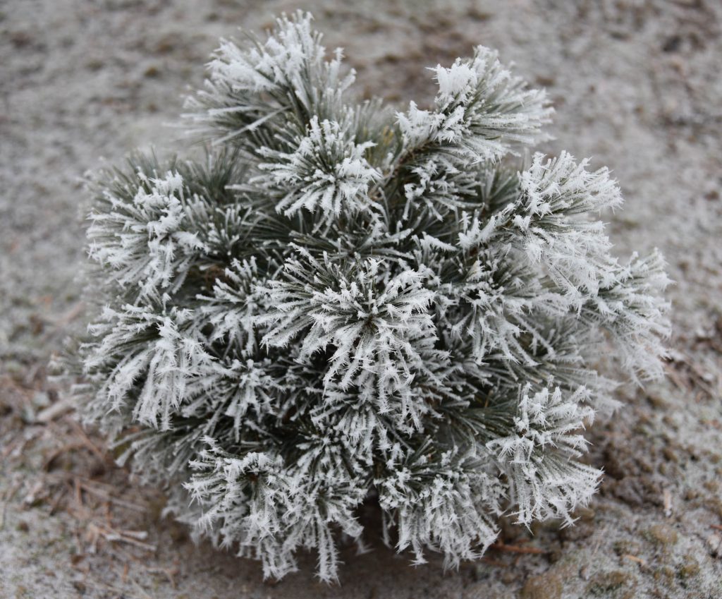 Pinus strobus 'Gitche Gumee' with a frosty coat for Christmas!