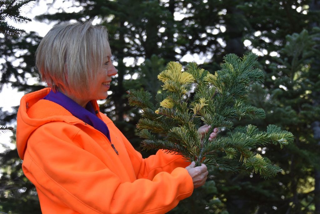 Abies amabilis 'Colorific' vigorous and large variegated branch.