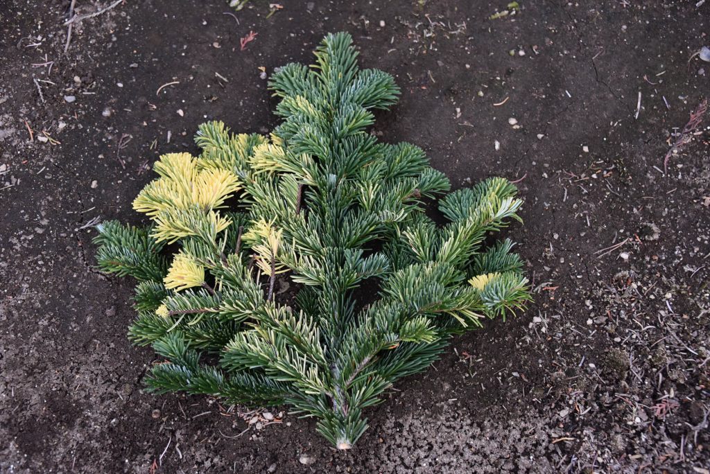 Pacific fir Abies amabilis 'Colorific' colorful sport branch