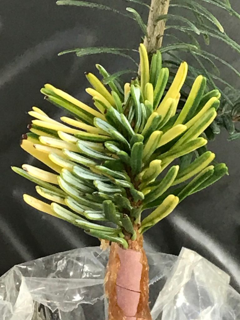 Abies amabilis 'Colorific' grafted on to Abies amabilis understock seedling.