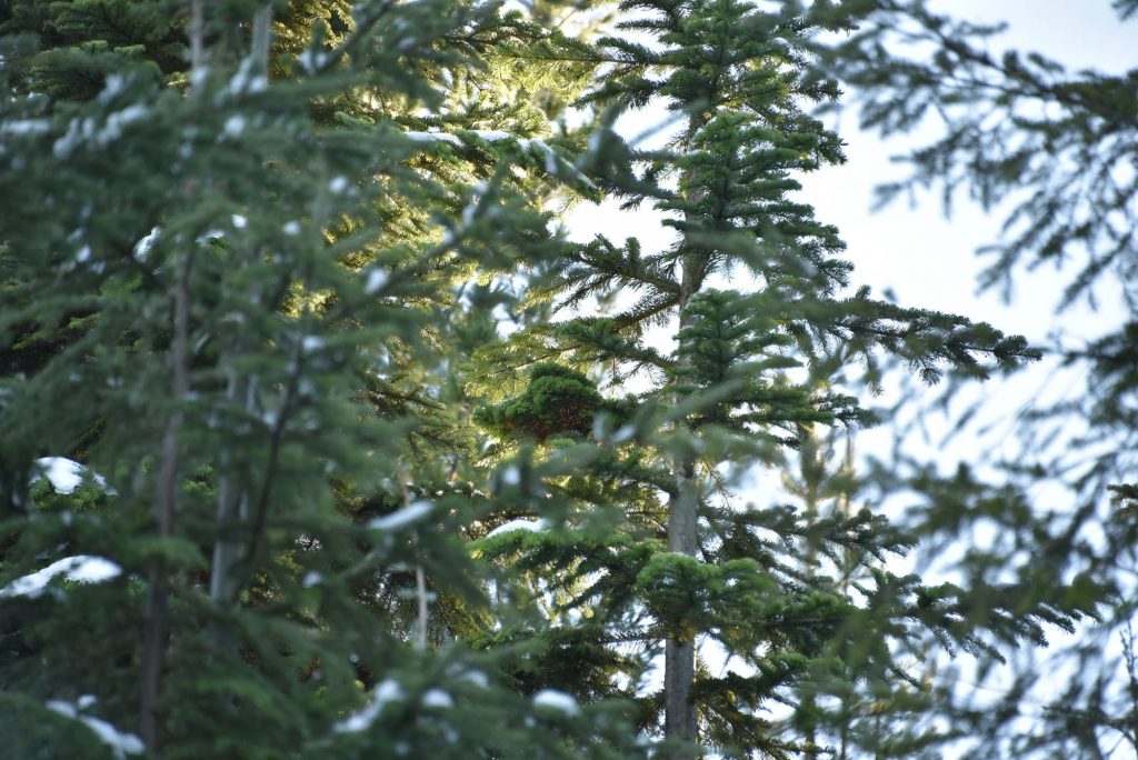 Pacific silver fir broom in the tree.