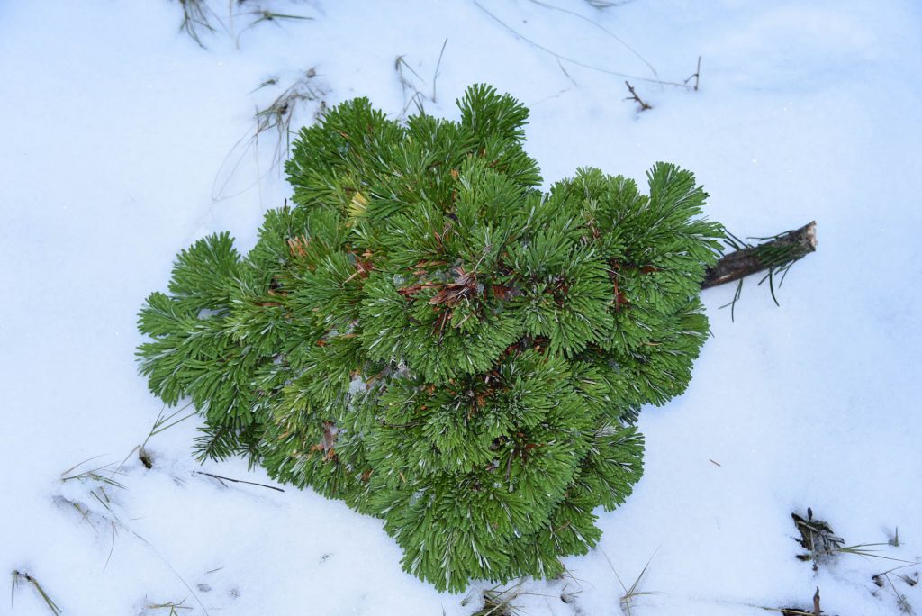 Abies amabilis 'Galaxy' broom, view from the top