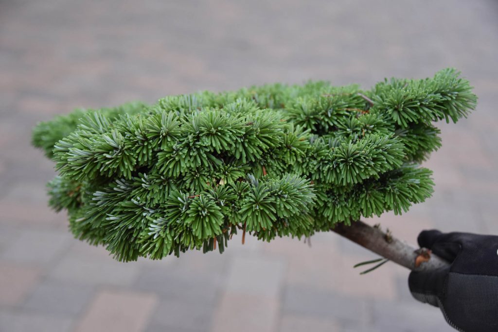 Abies amabilis 'Galaxy', showing flattened side view.