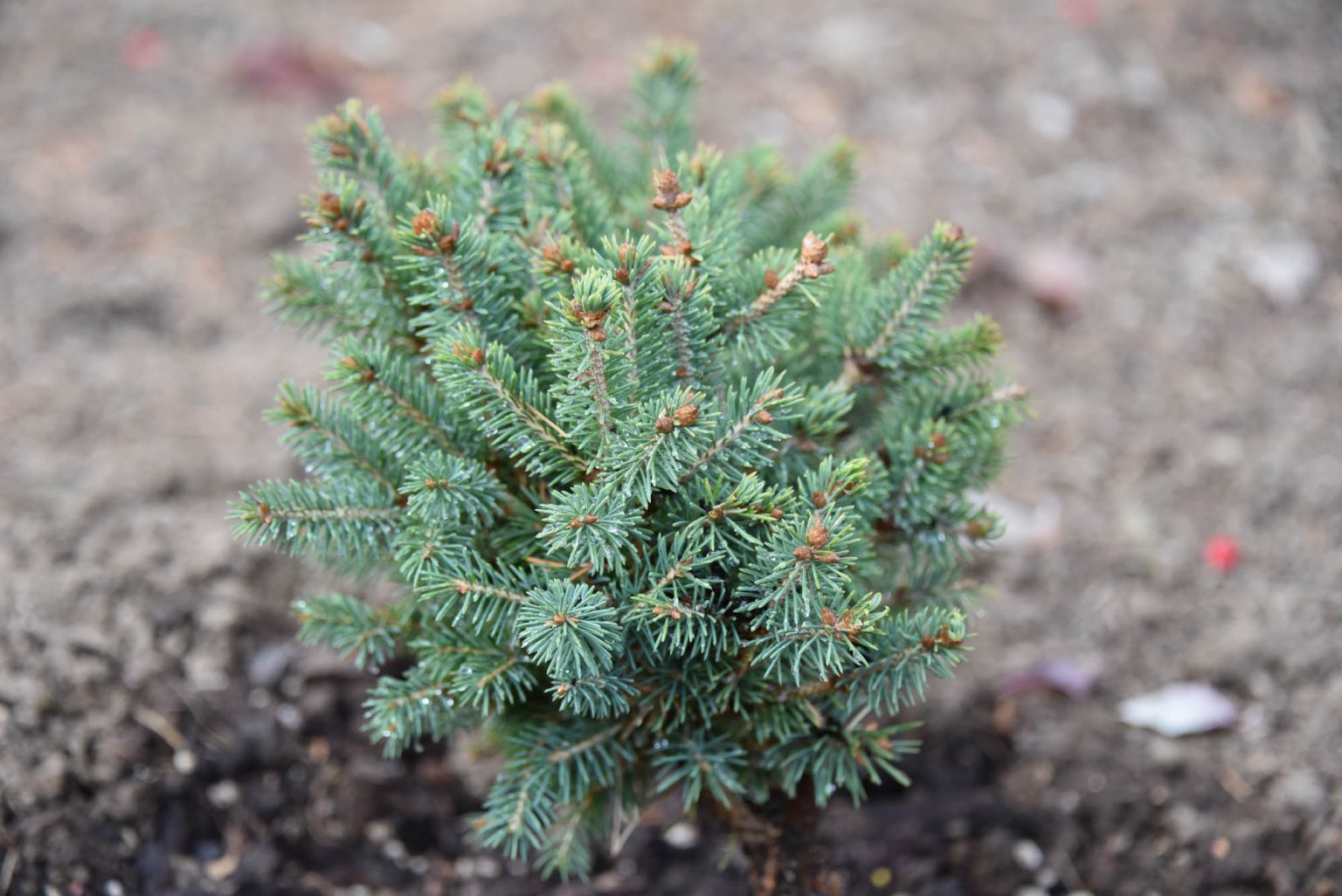 Picea crassifolia