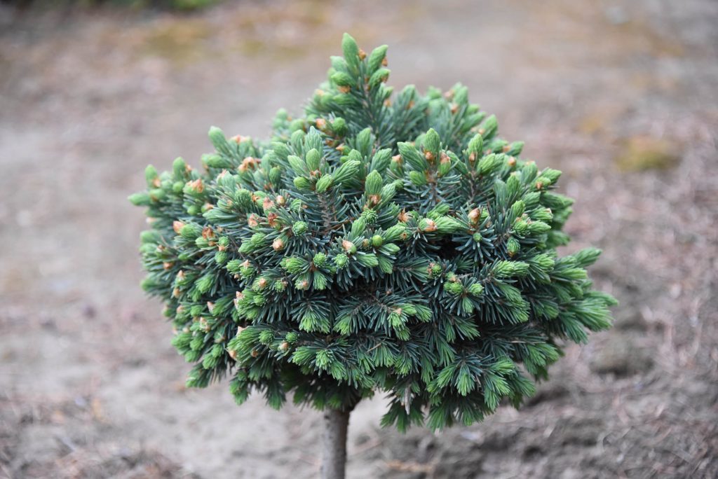 Engelmann spruce broom cultivar 'Blue Torch'