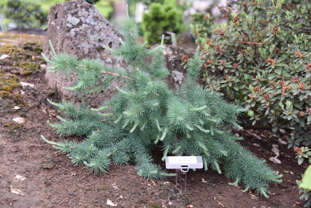 Larix laricina 'Cone-ucopia', with 5 years of growth