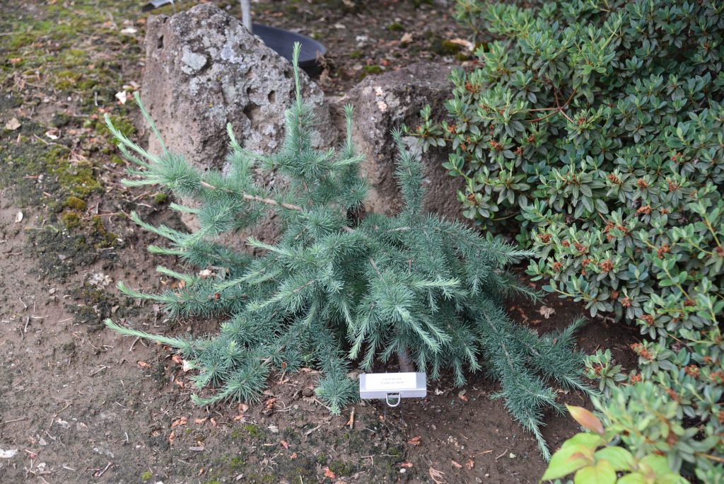 Larix laricina 'Cone-ucopia' in the landscape