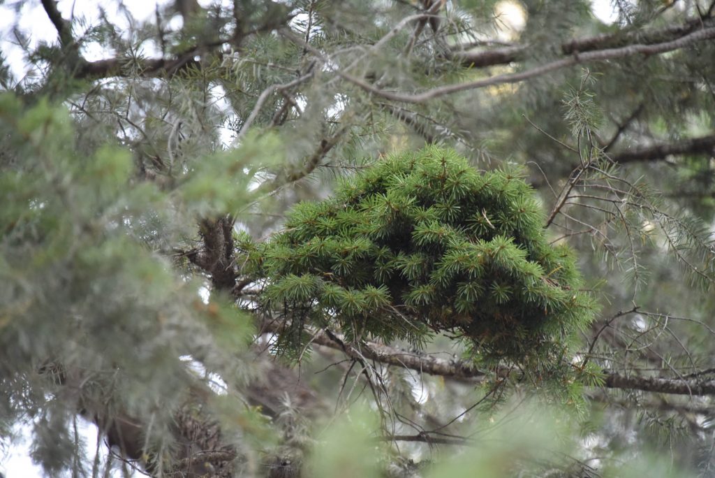 Doug fir 'Cow Pie' broom