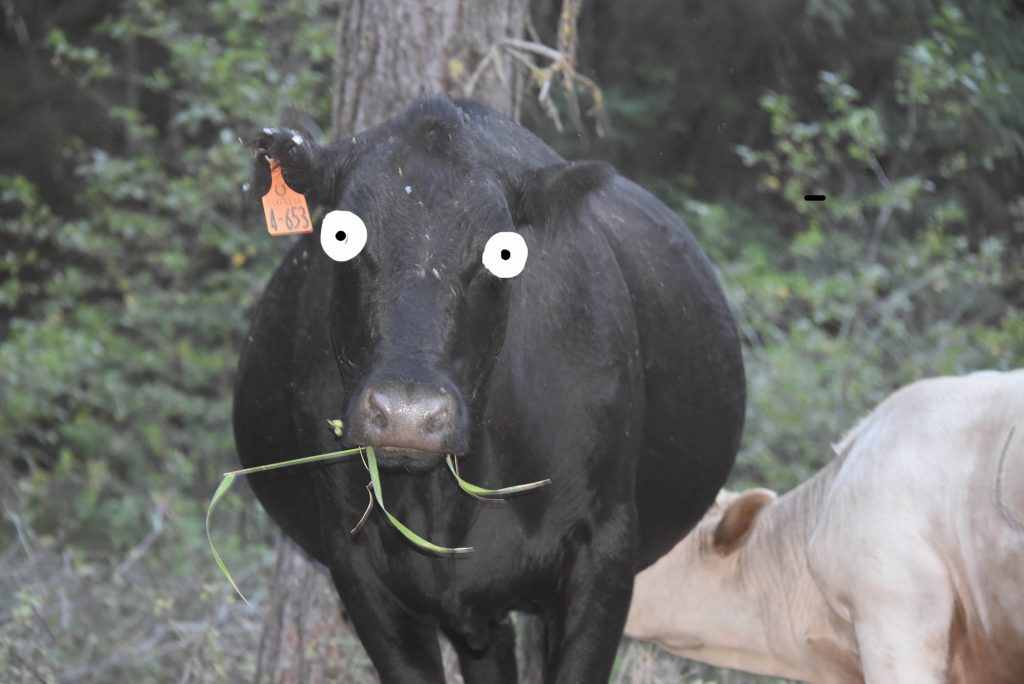 Surprise! Cascade cow!