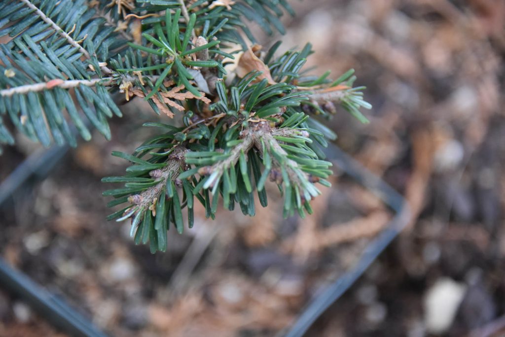 Abies amabilis 'Falling Star' new Pacific fir conifer broom cultivar!