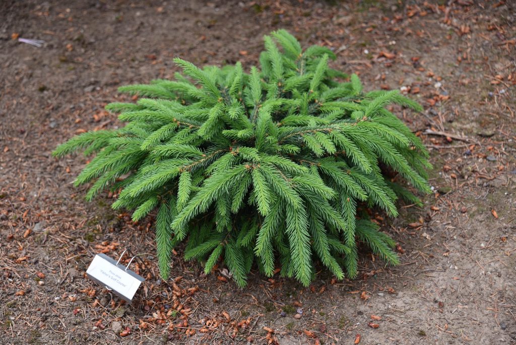 Norway spruce cultivar 'Fisher Golf Course' with nice prostate form.