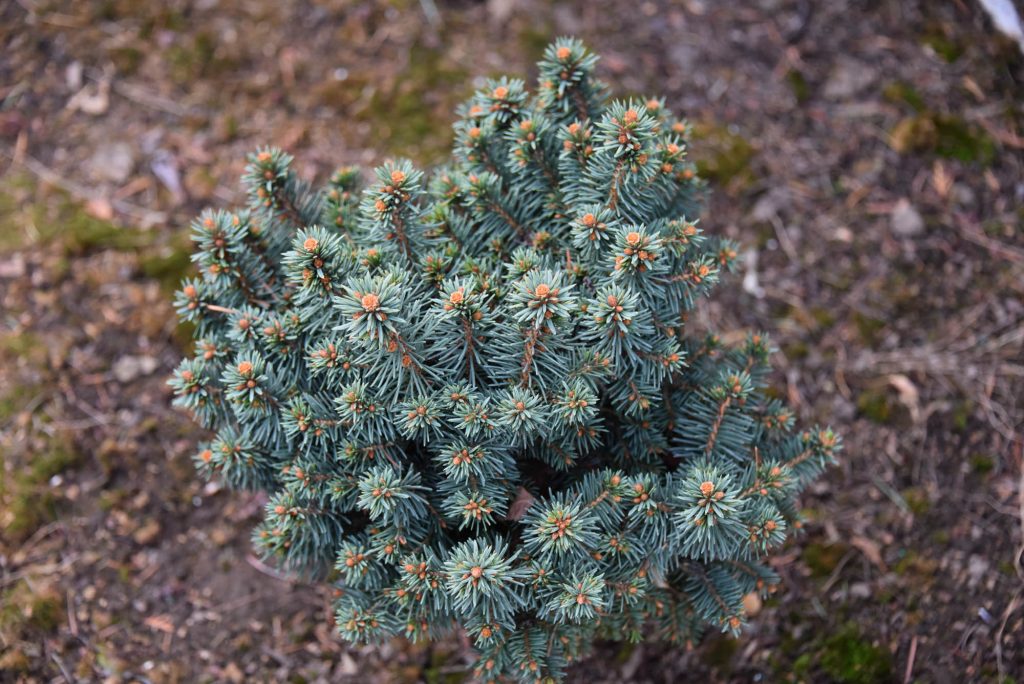 Miniature Norway spruce cultivar with blue-green needles