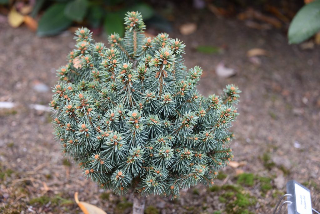 Older specimen of this Norway spruce cultivar 'Franklin Park' stays miniature