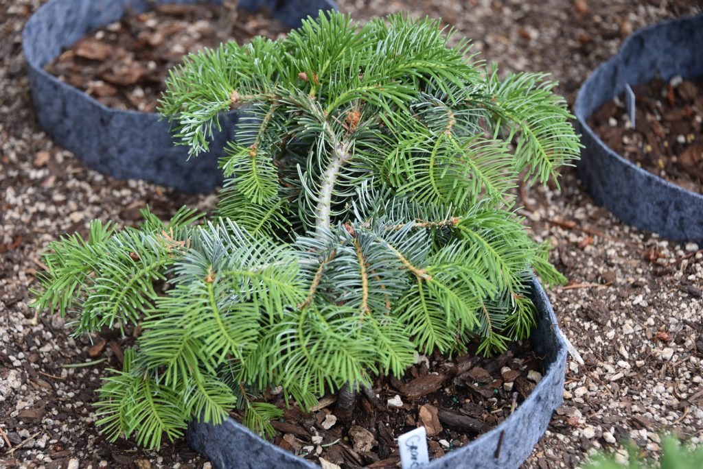 Abies grandis 'Grand Poobah' new grand fir broom cultivar