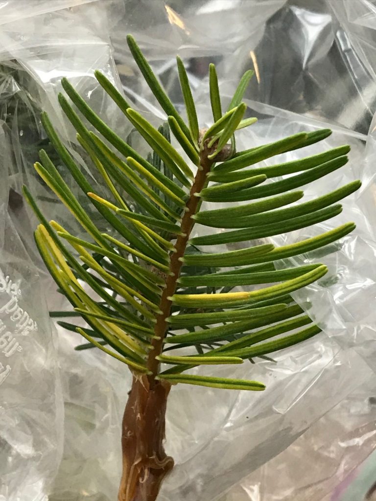 Freshly grafted scion of Abies grandis 'Grandiose'